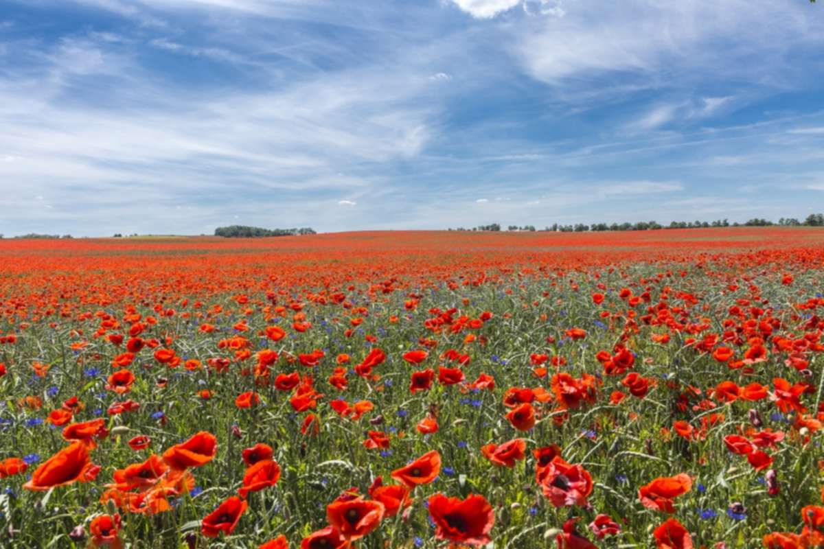 StroamCamp Schwedt: Your Gateway to Oder River Camping & National Park